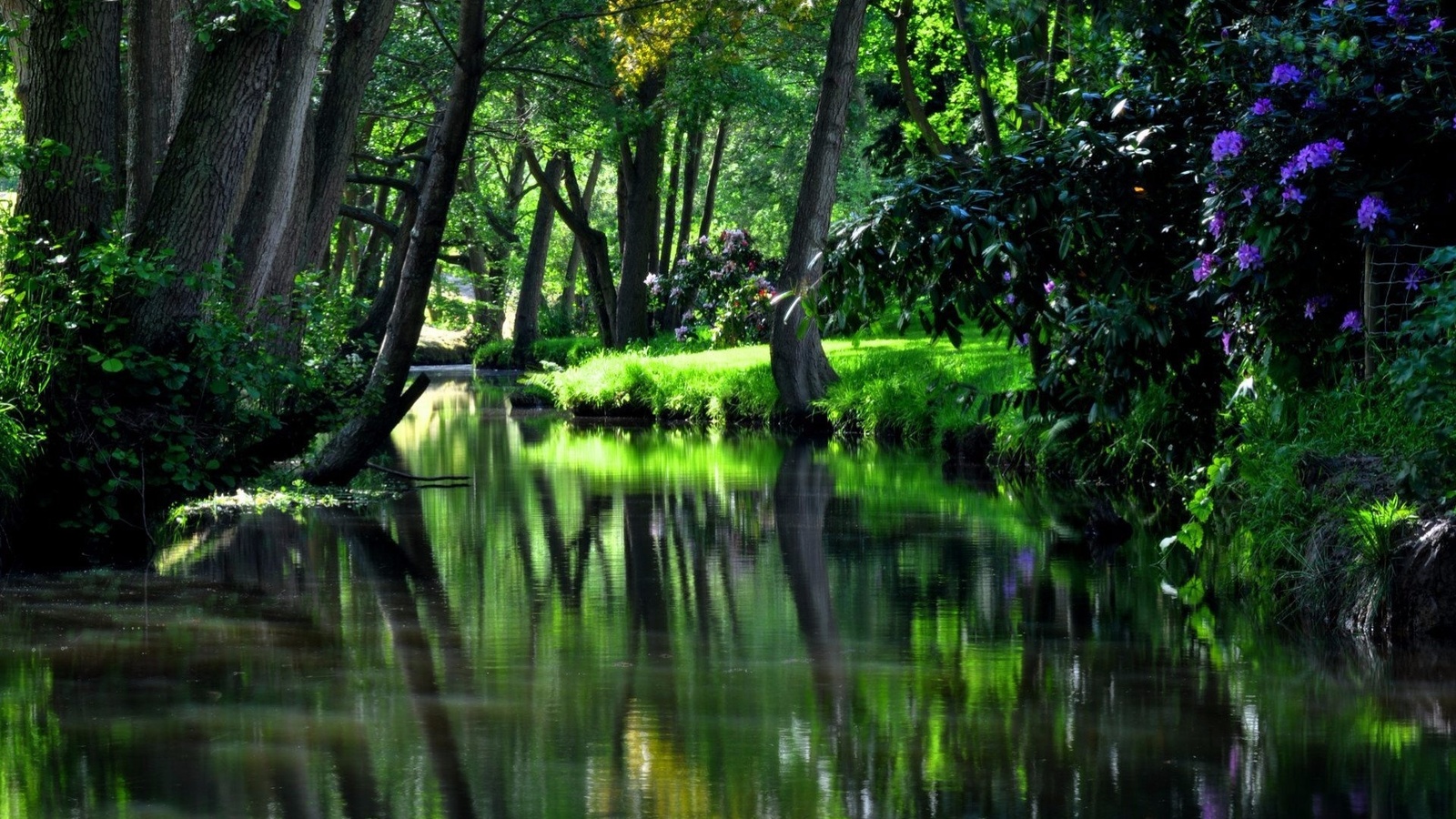 river, forest, tree, green