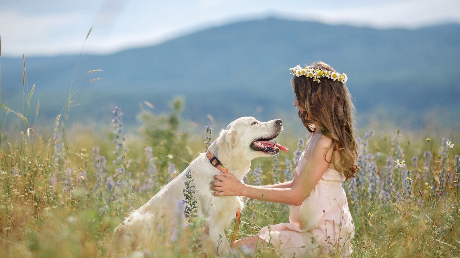 dog, girl, fields, grass