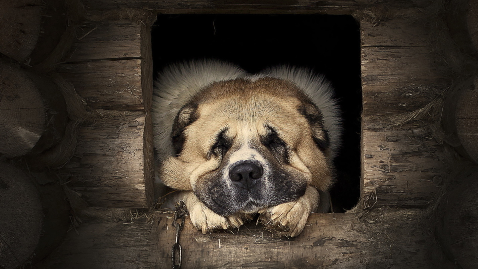 dog, cute, dream, house