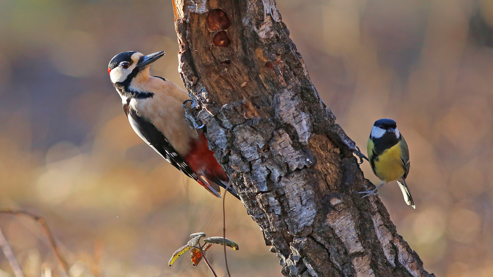 ,  , dendrocopos parus