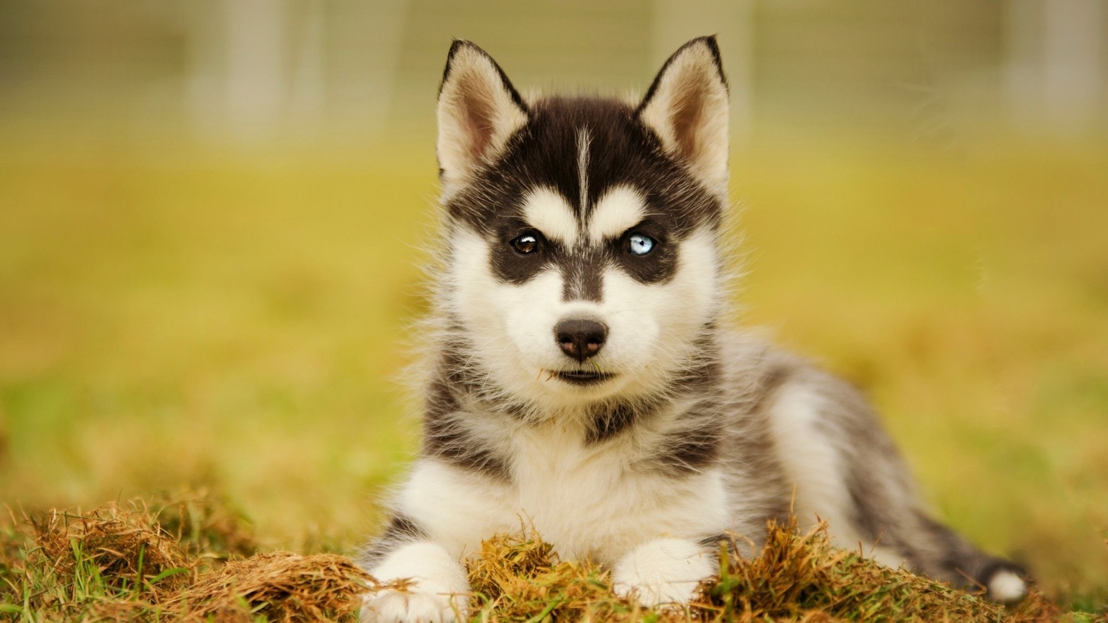 husky, dog, puppy, cute