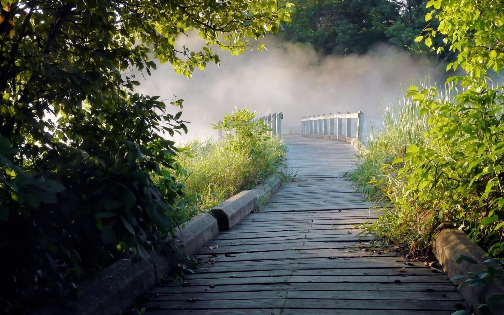 bridge, wood, tree, fog, , , , , 