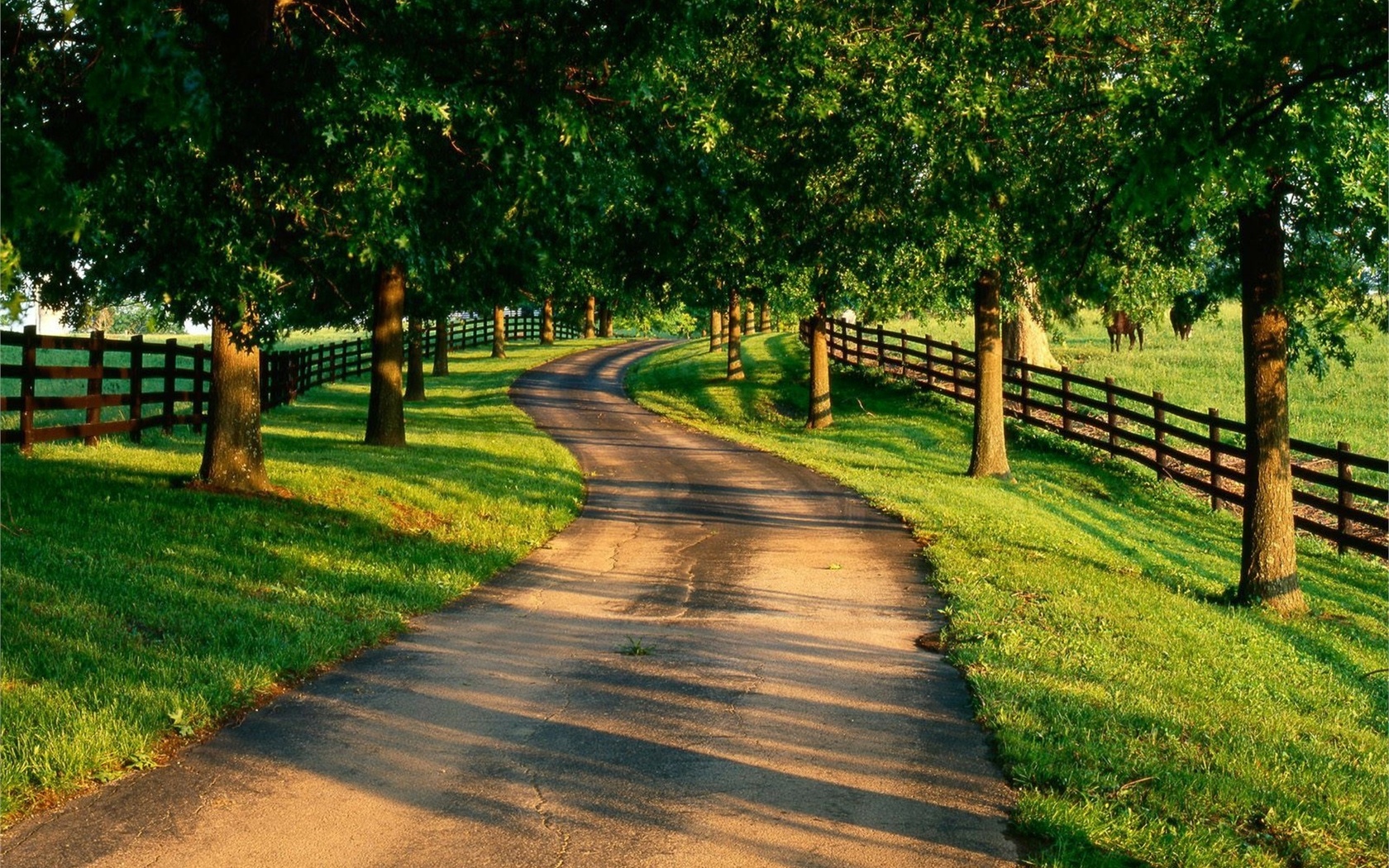 path, nature, tree, leaves