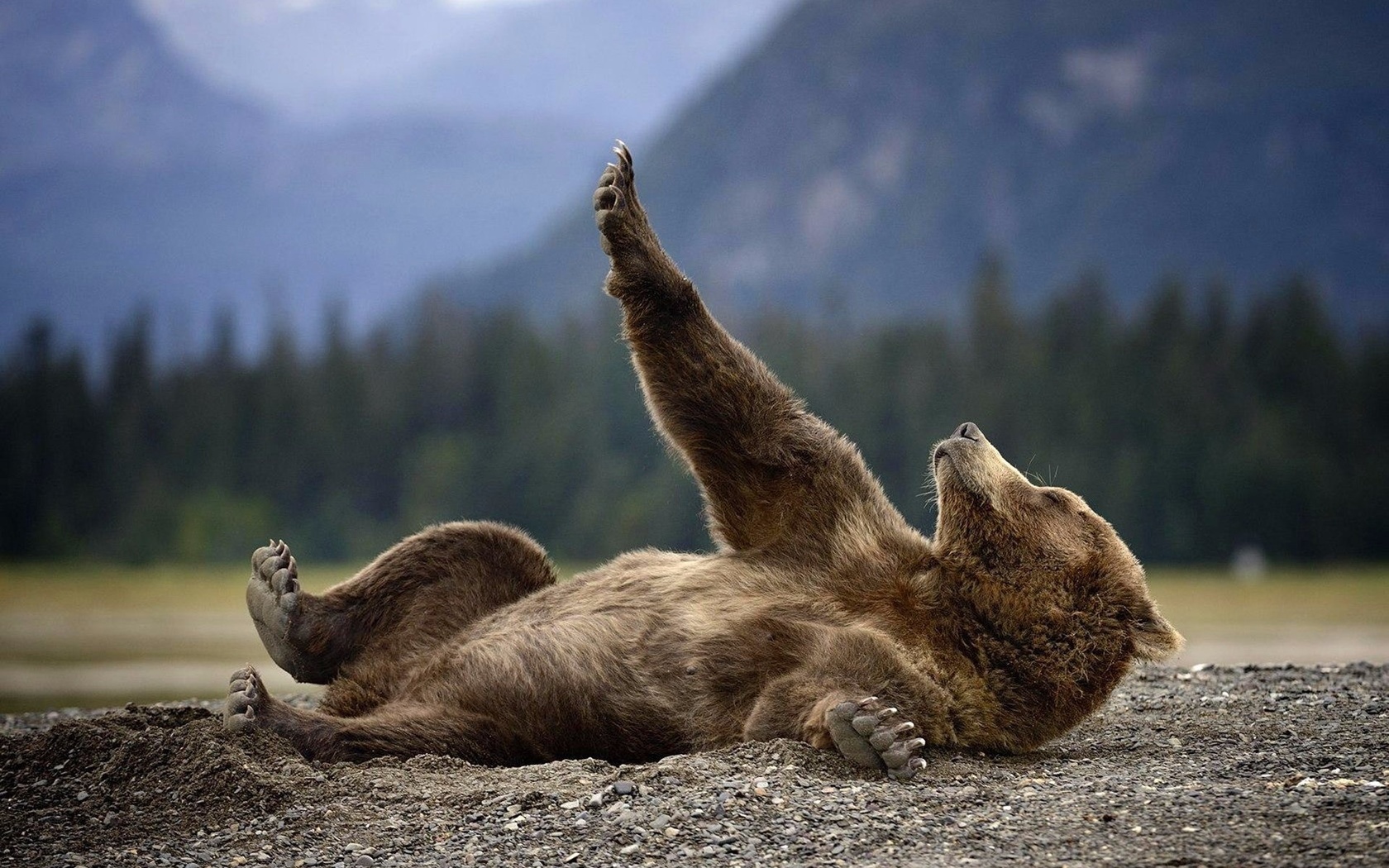 bear, rest, wild, forest, , , , 