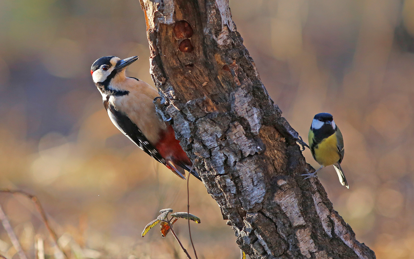 ,  , dendrocopos parus