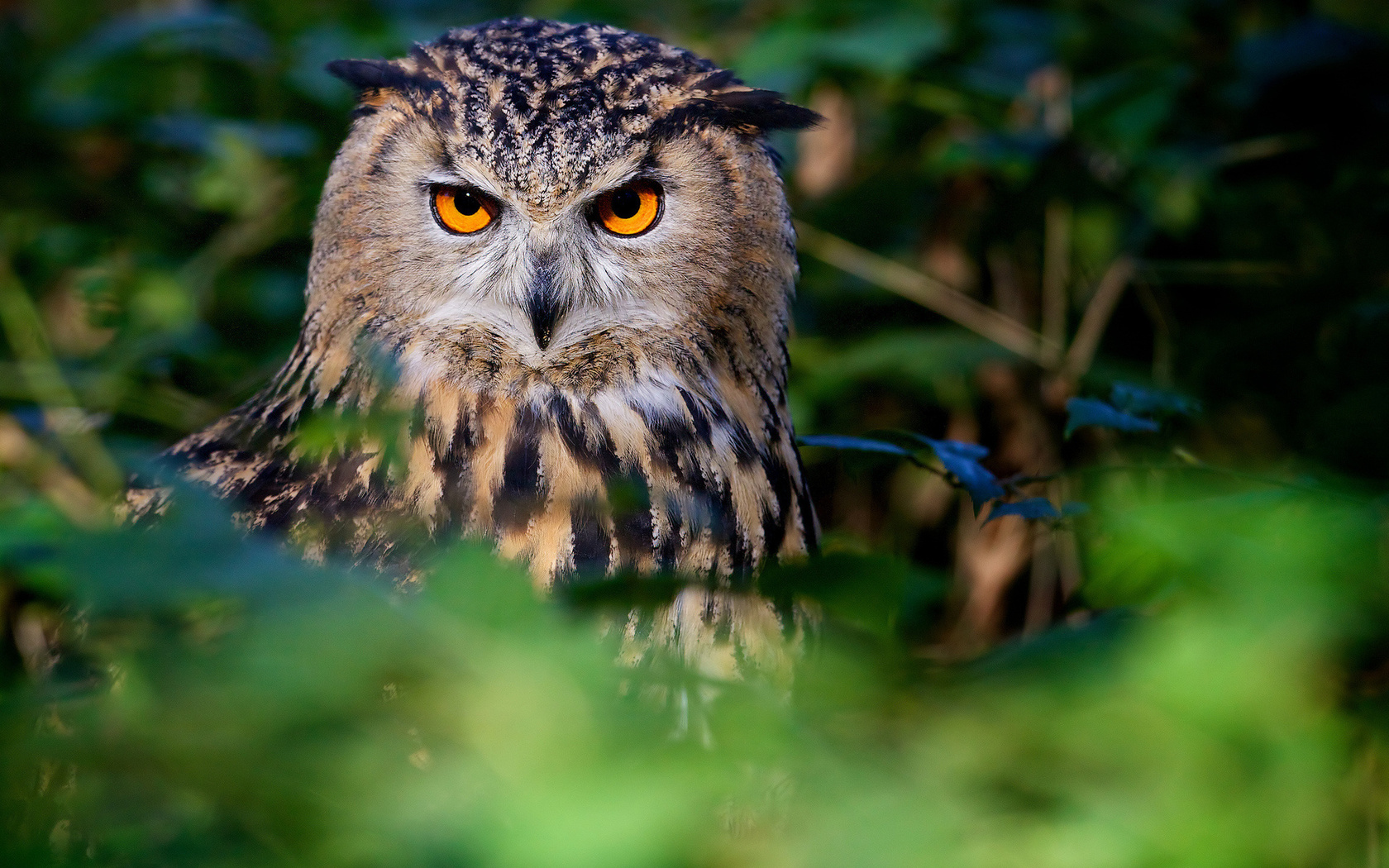 owl, tree, watching, bird