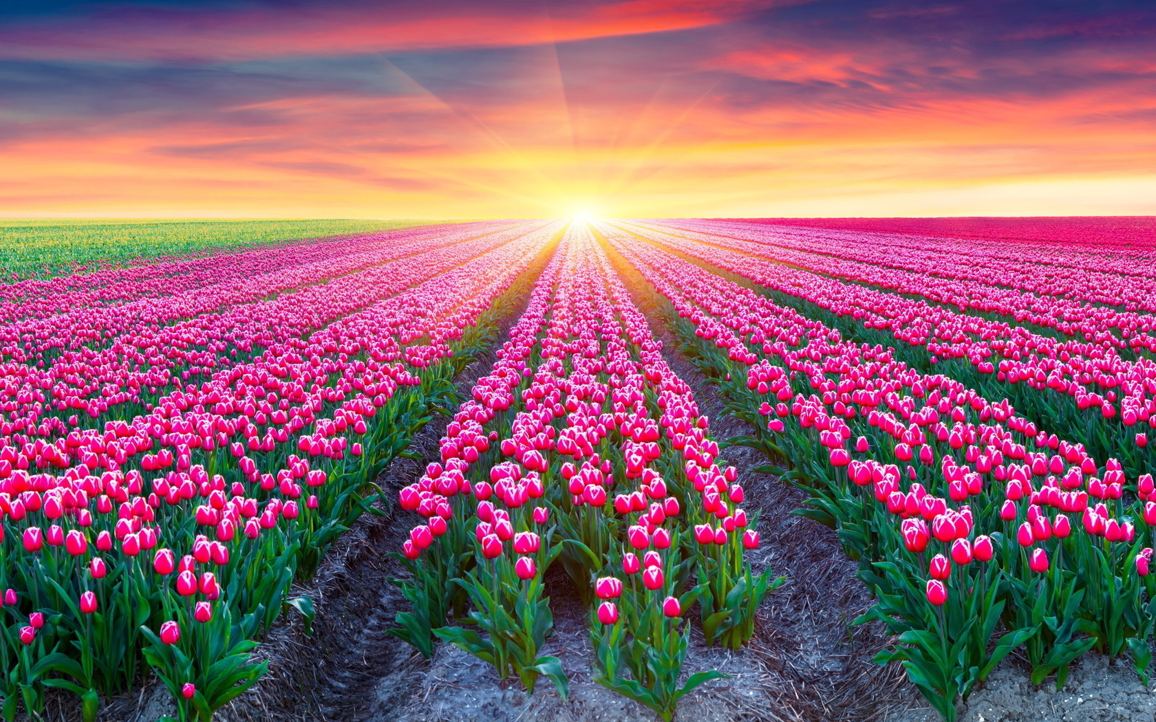 tulips, sunrise, sunshine, plants, sky, clouds