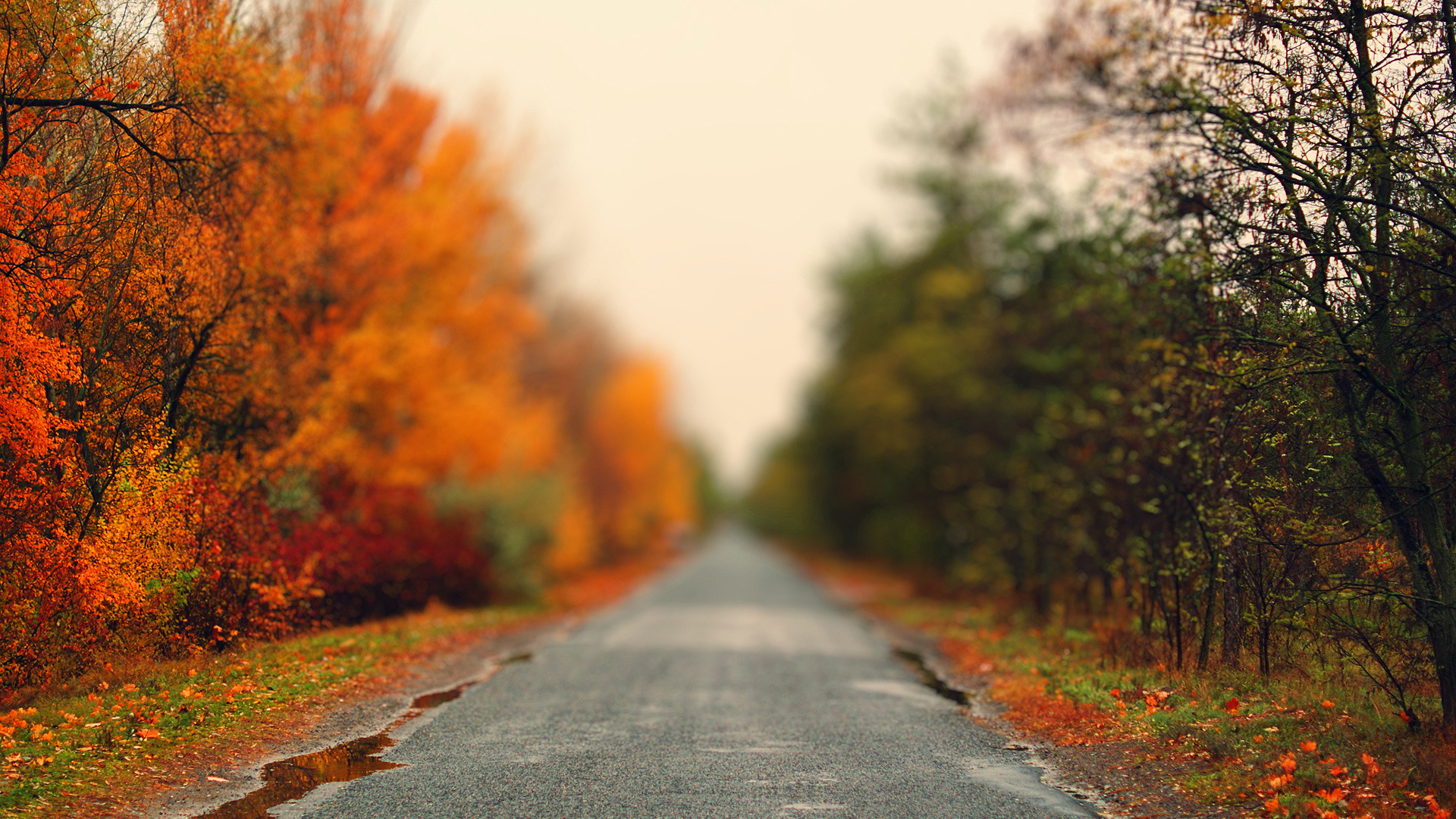 road, heat, tree, colorfull