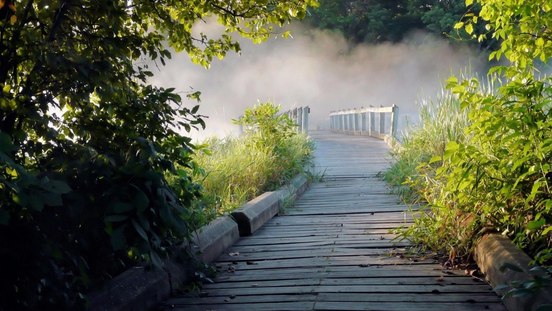 bridge, wood, tree, fog, , , , , 