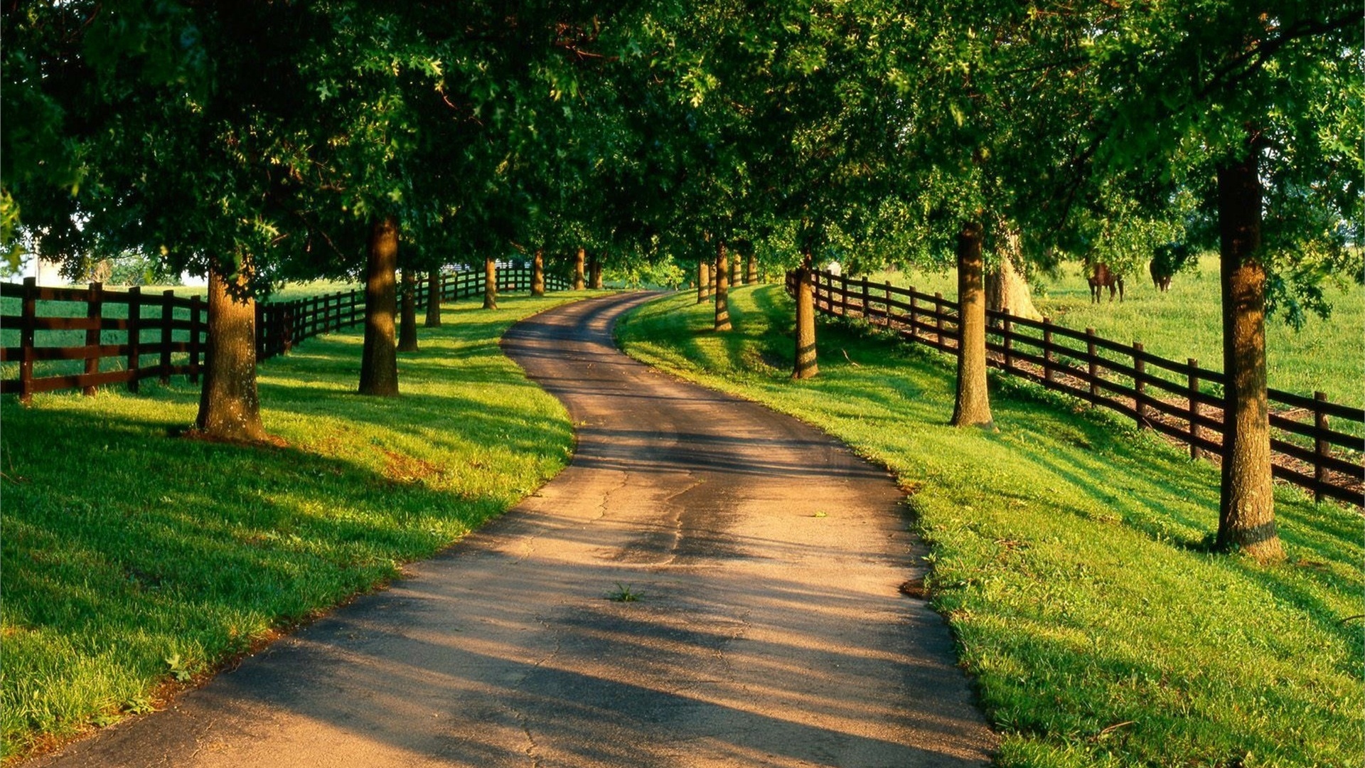 path, nature, tree, leaves