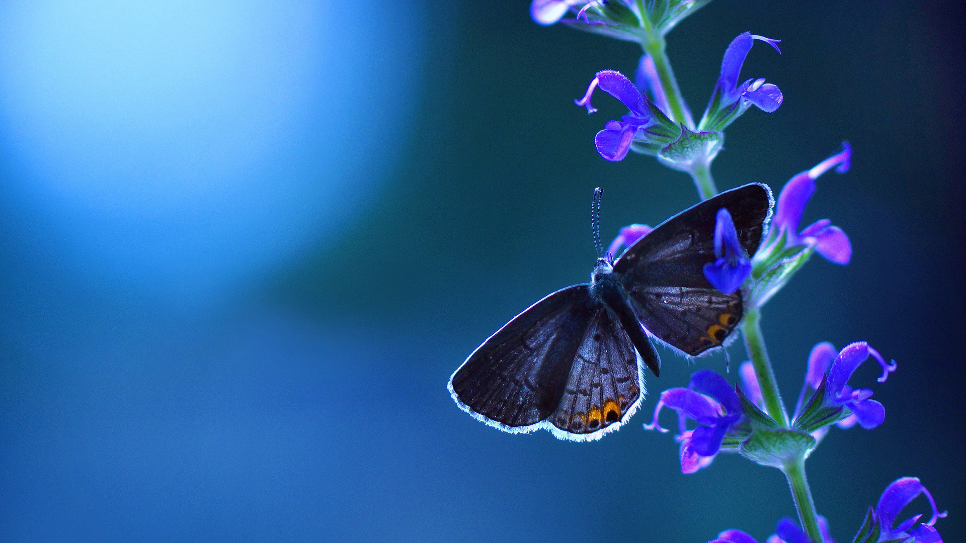 blue, butterfly, branch, leaf