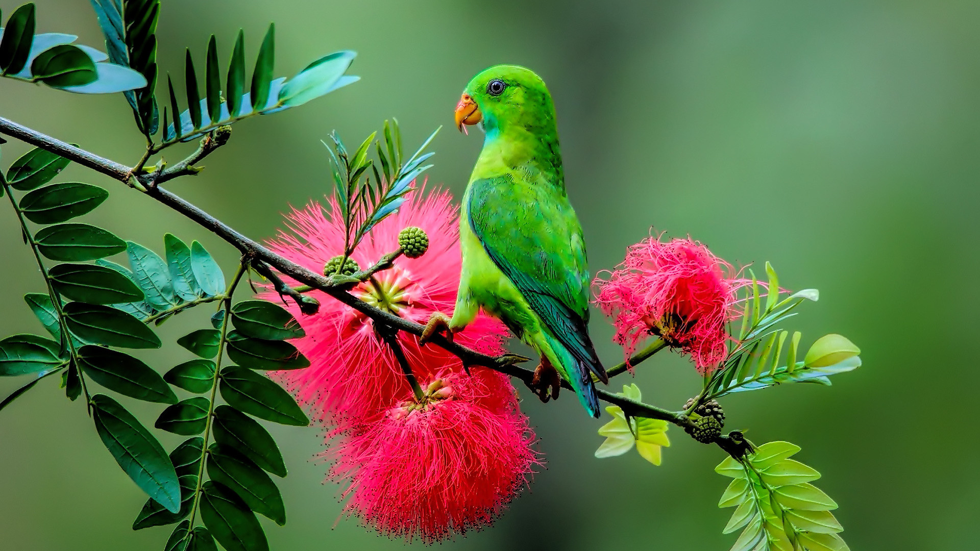 parrot, plant, branch, green