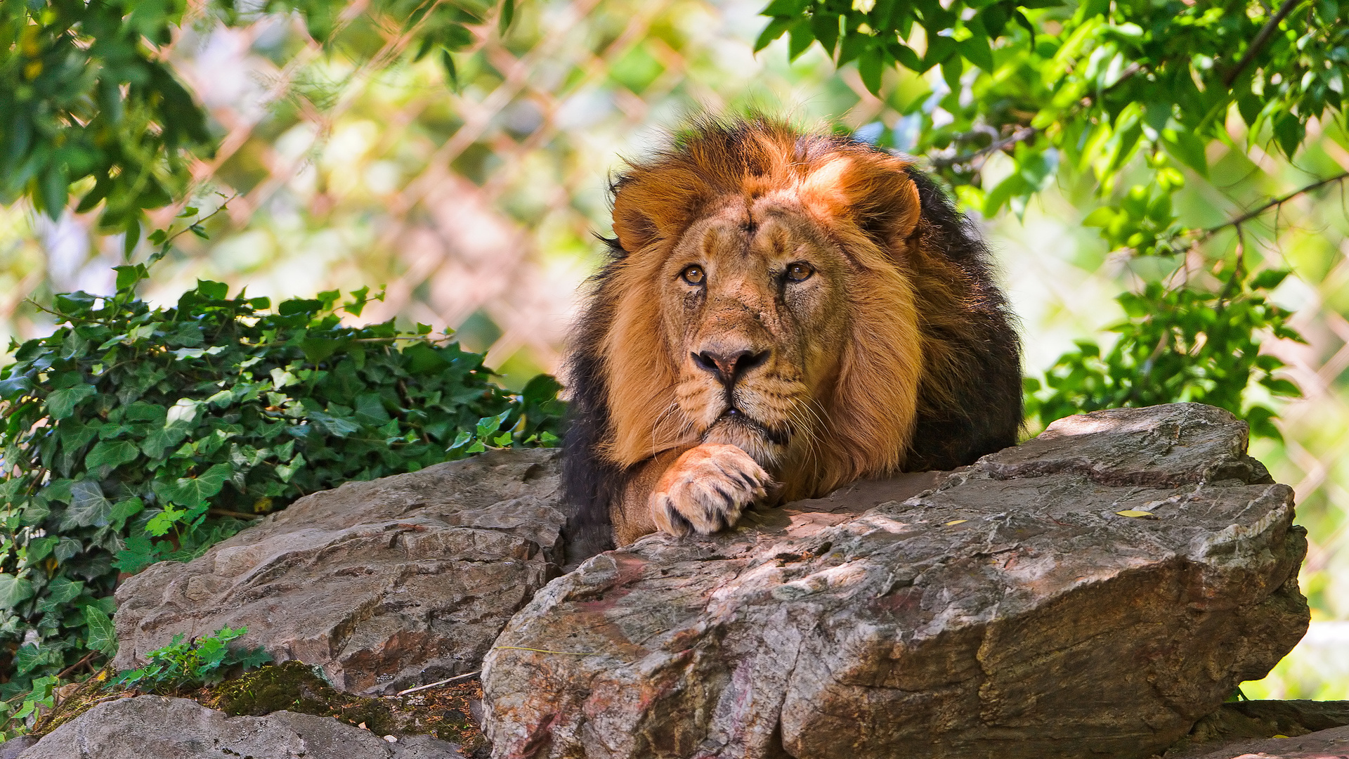 lion, resting, tree, stone, wild cat