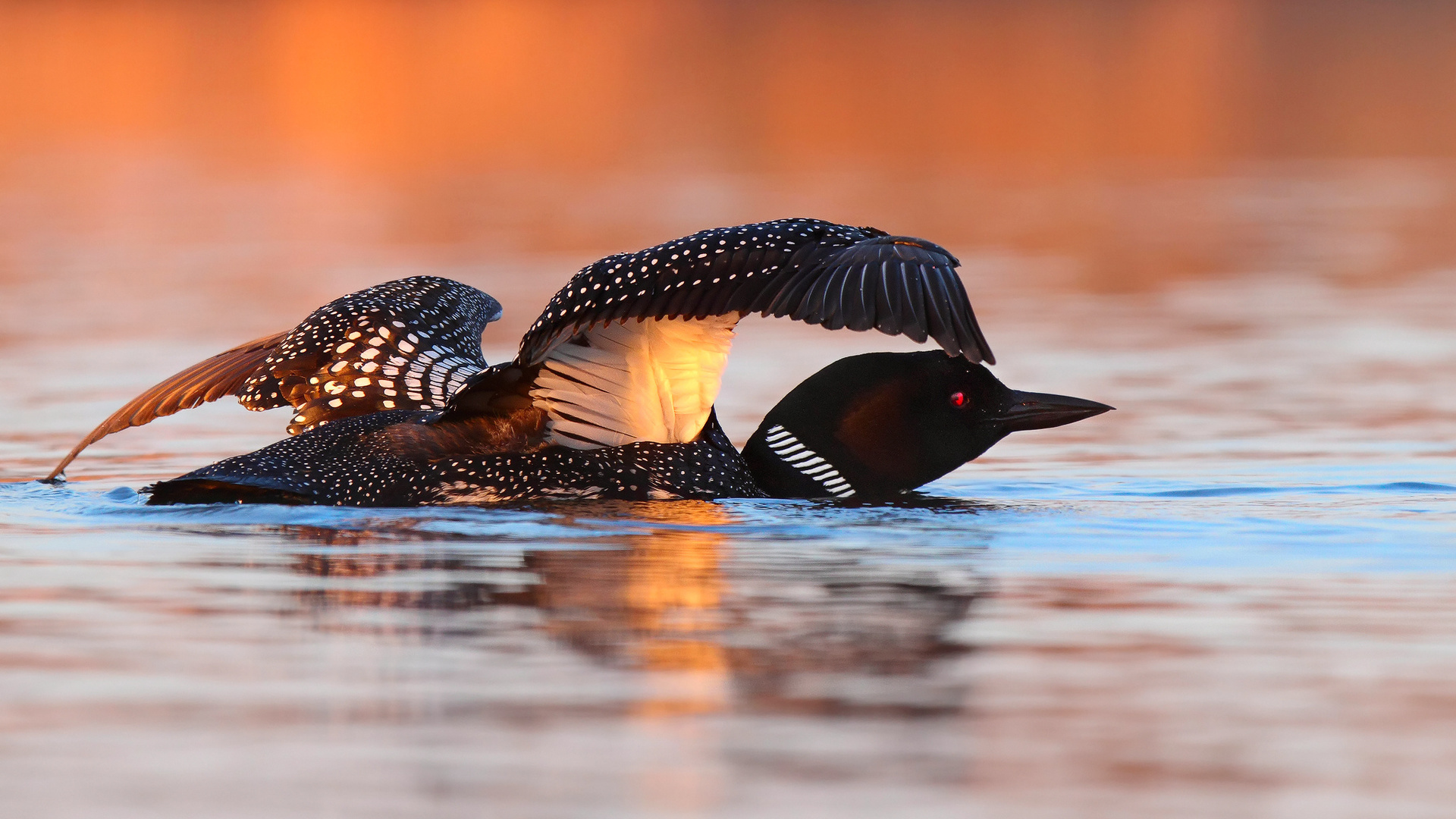 , , great northern loon, 