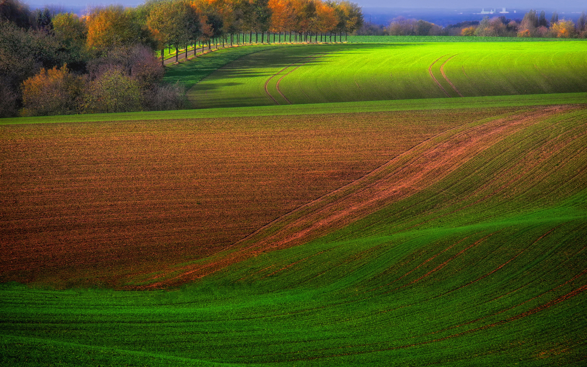 tree, road, agriculture.grass, green