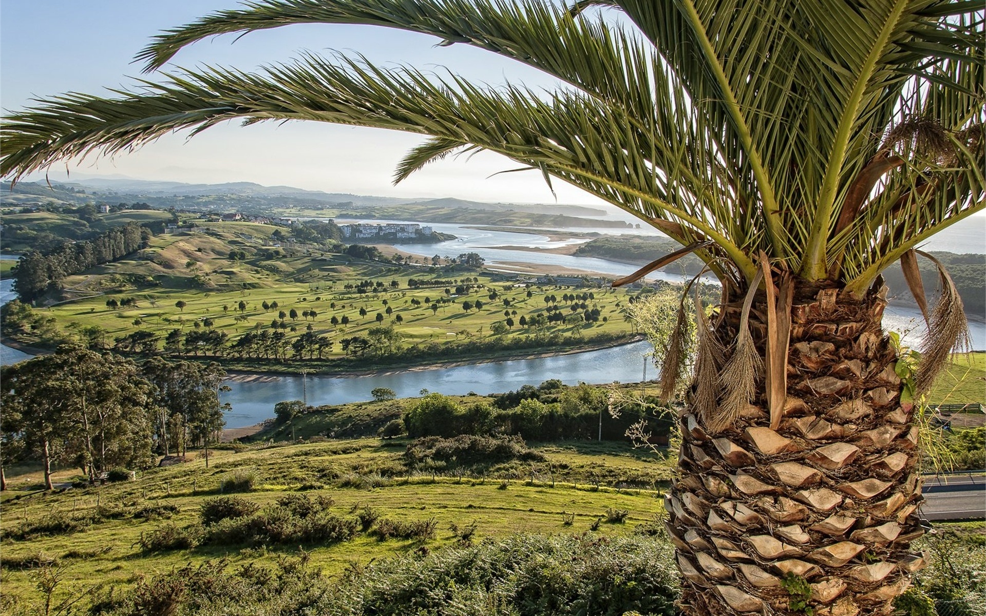 palm tree, river, delta, green