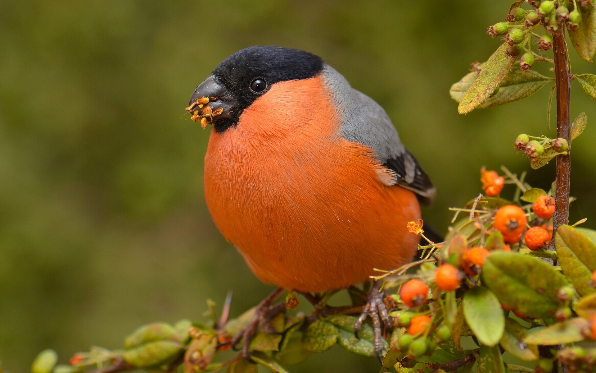 ,  , , eurasian, bullfinch, 