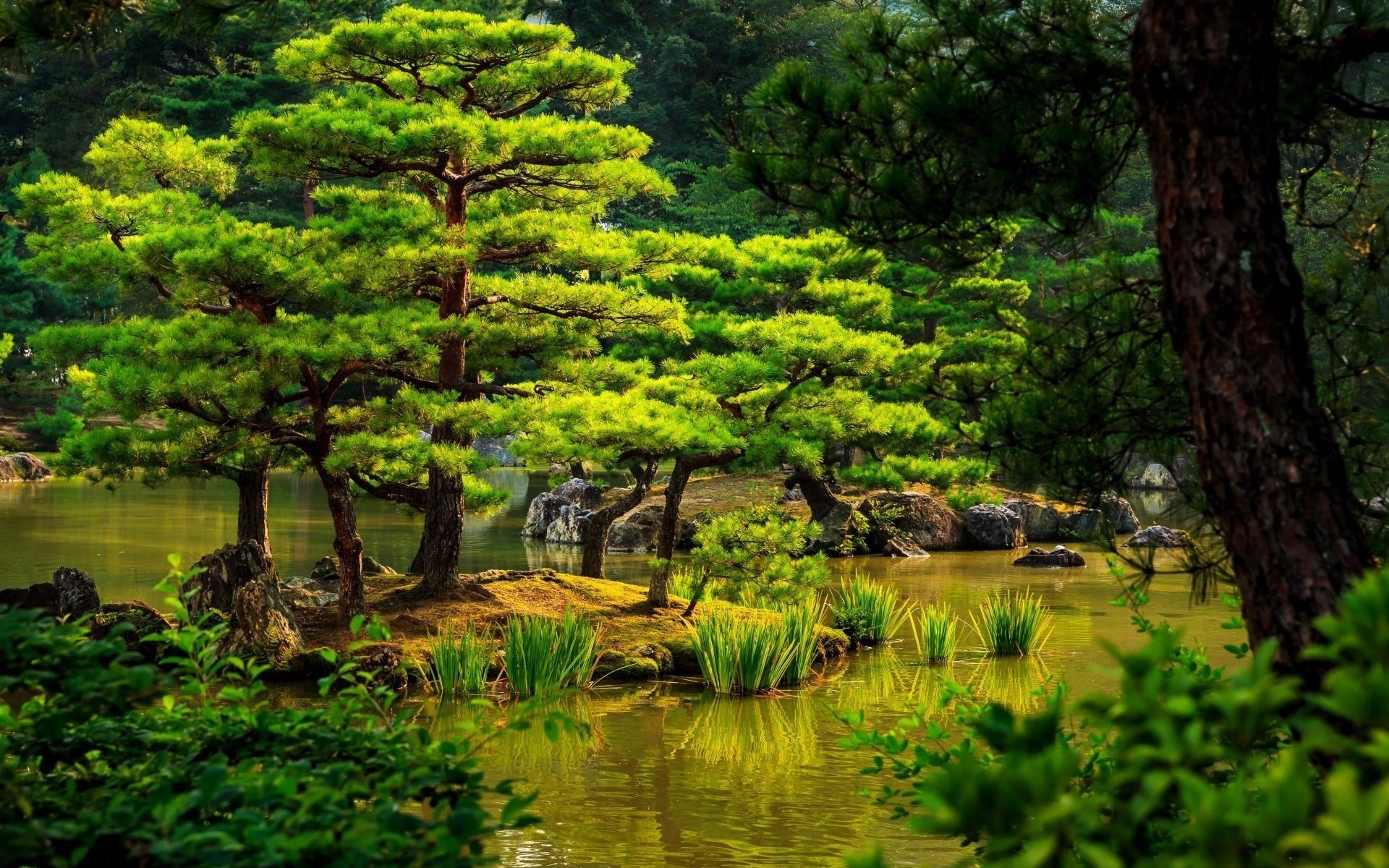 tree, park, water, garden