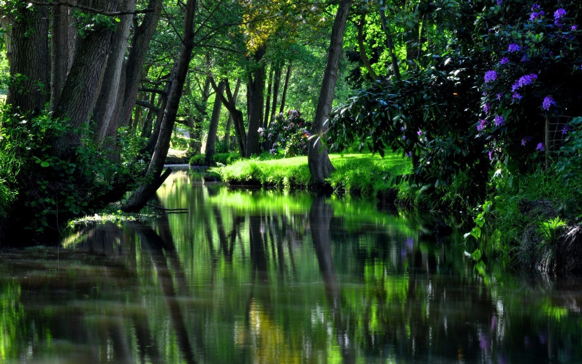 river, forest, tree, green