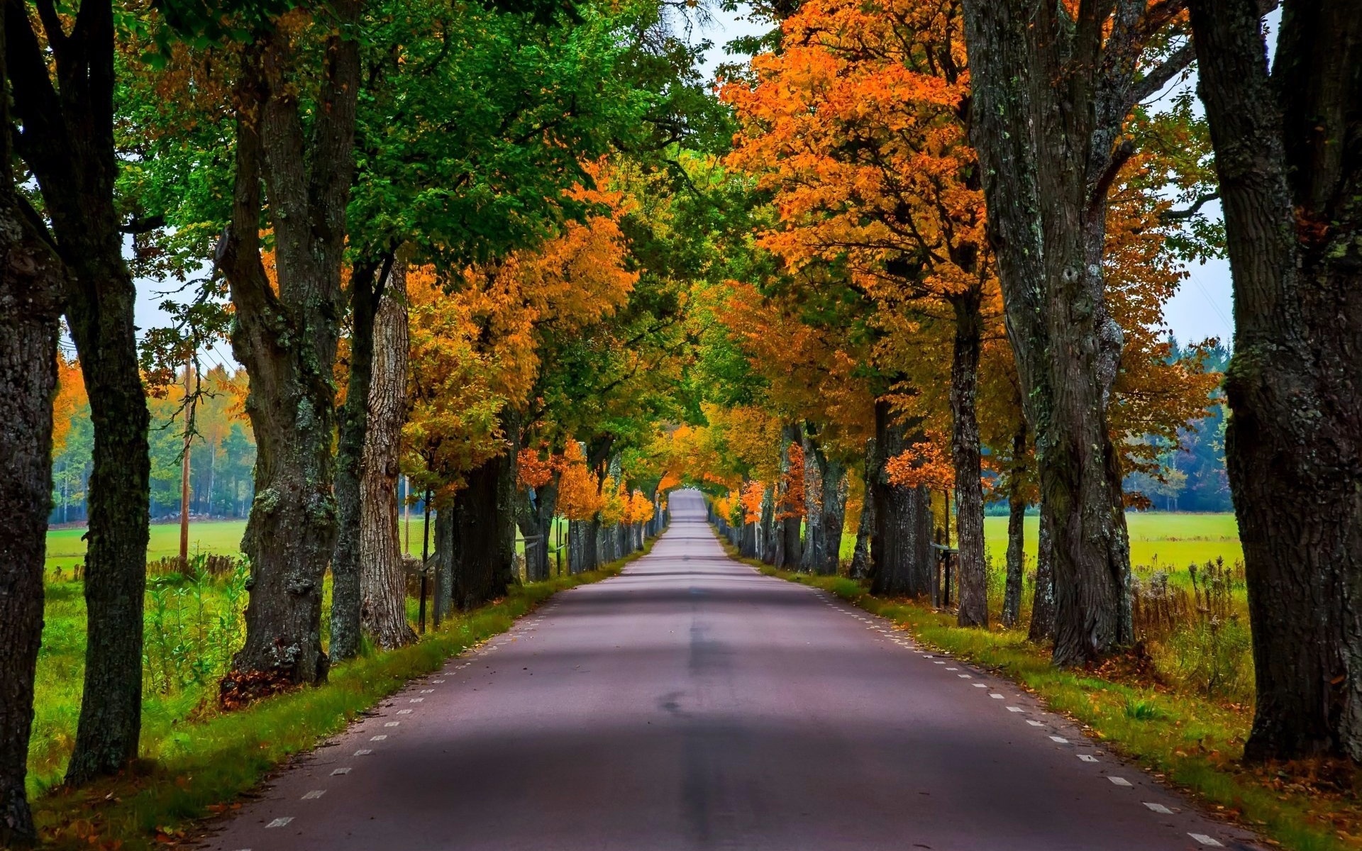 road, leaves, tree, branch