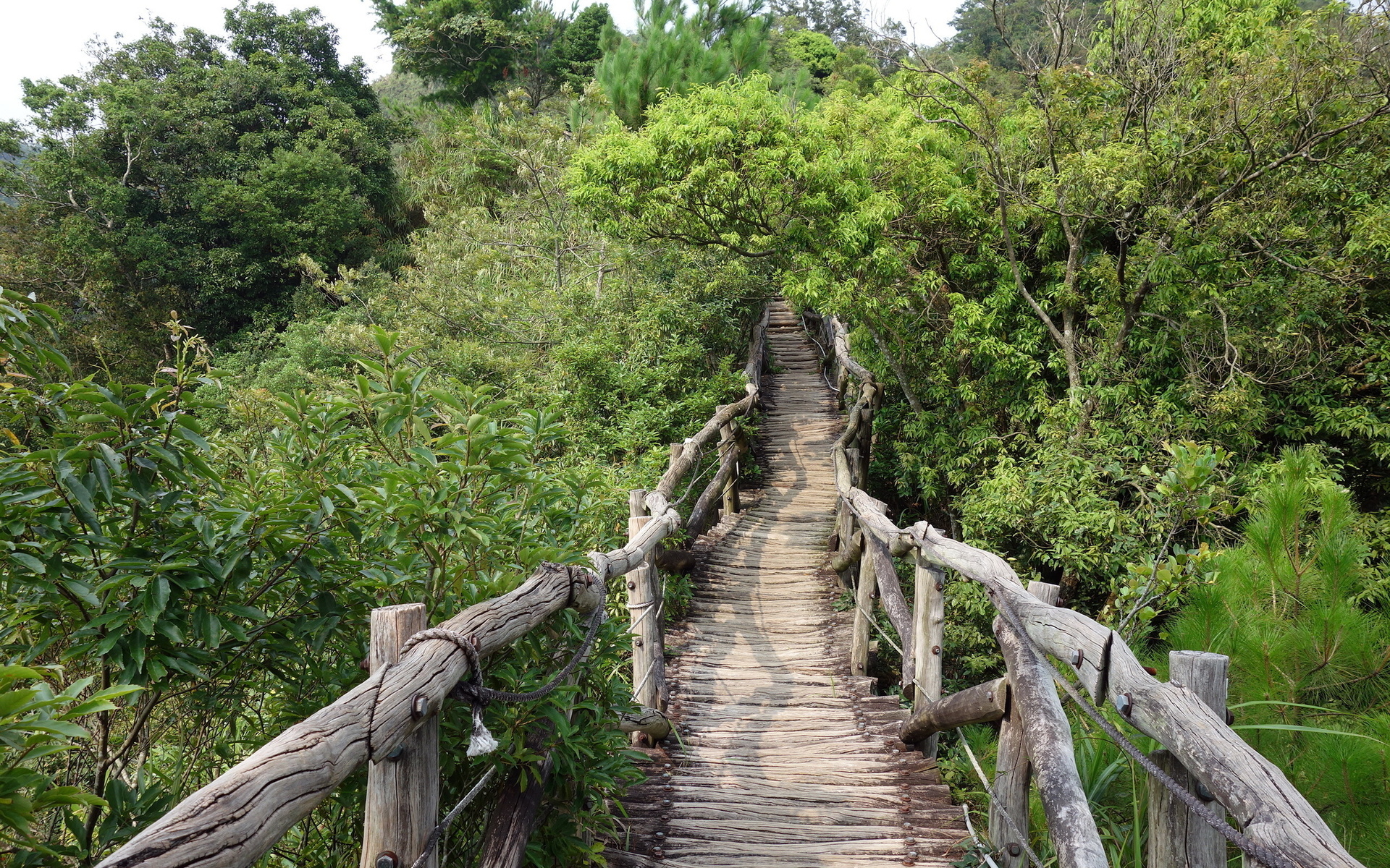 bridge, wood, forest, trees, green