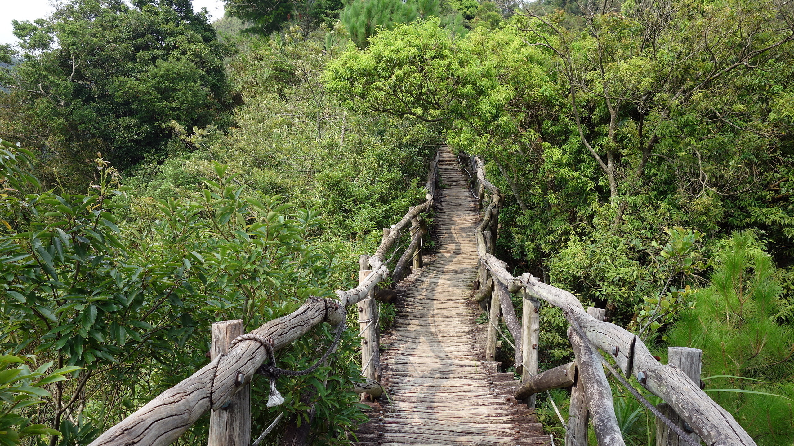 bridge, wood, forest, trees, green