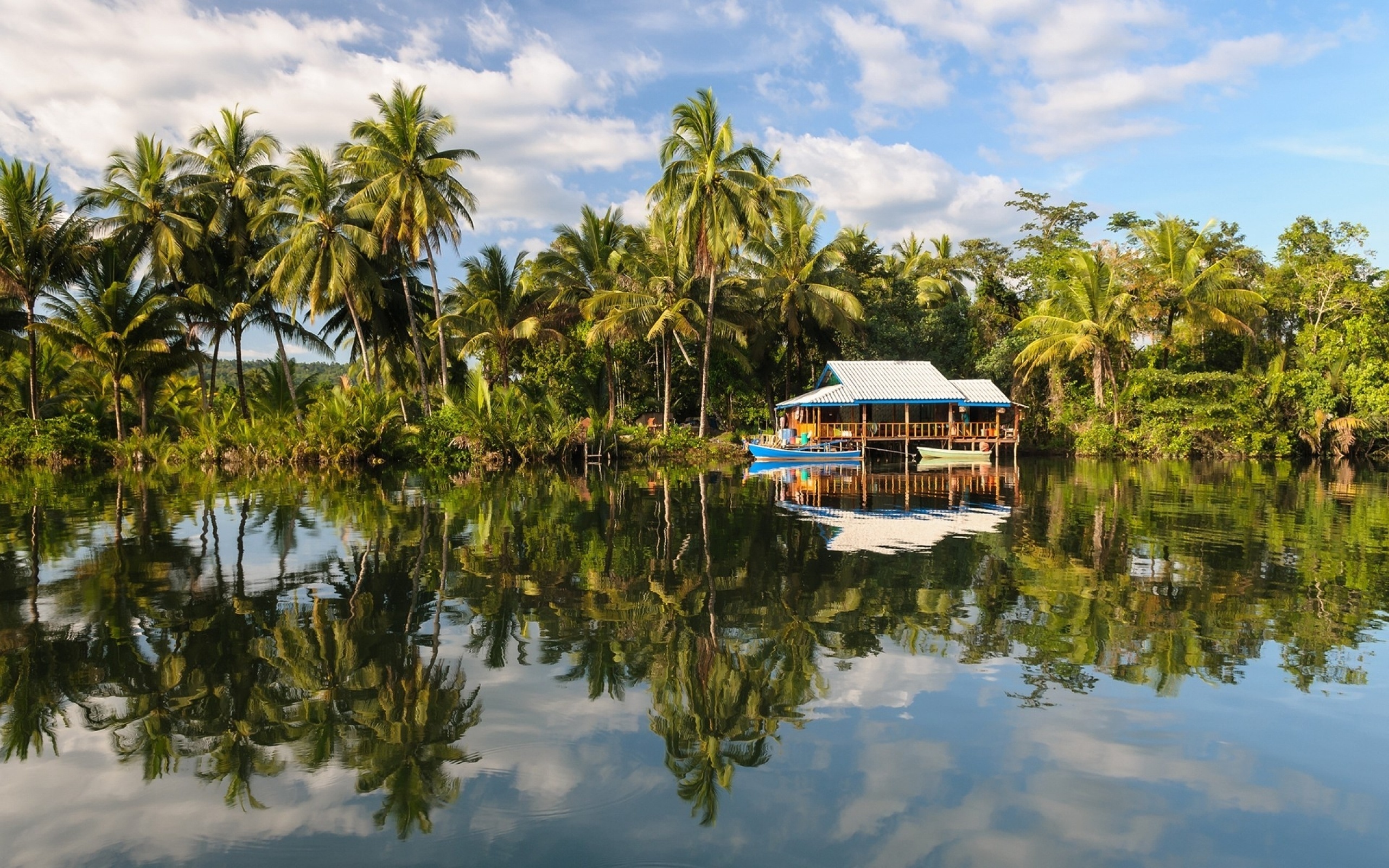 palm, tree, water, house