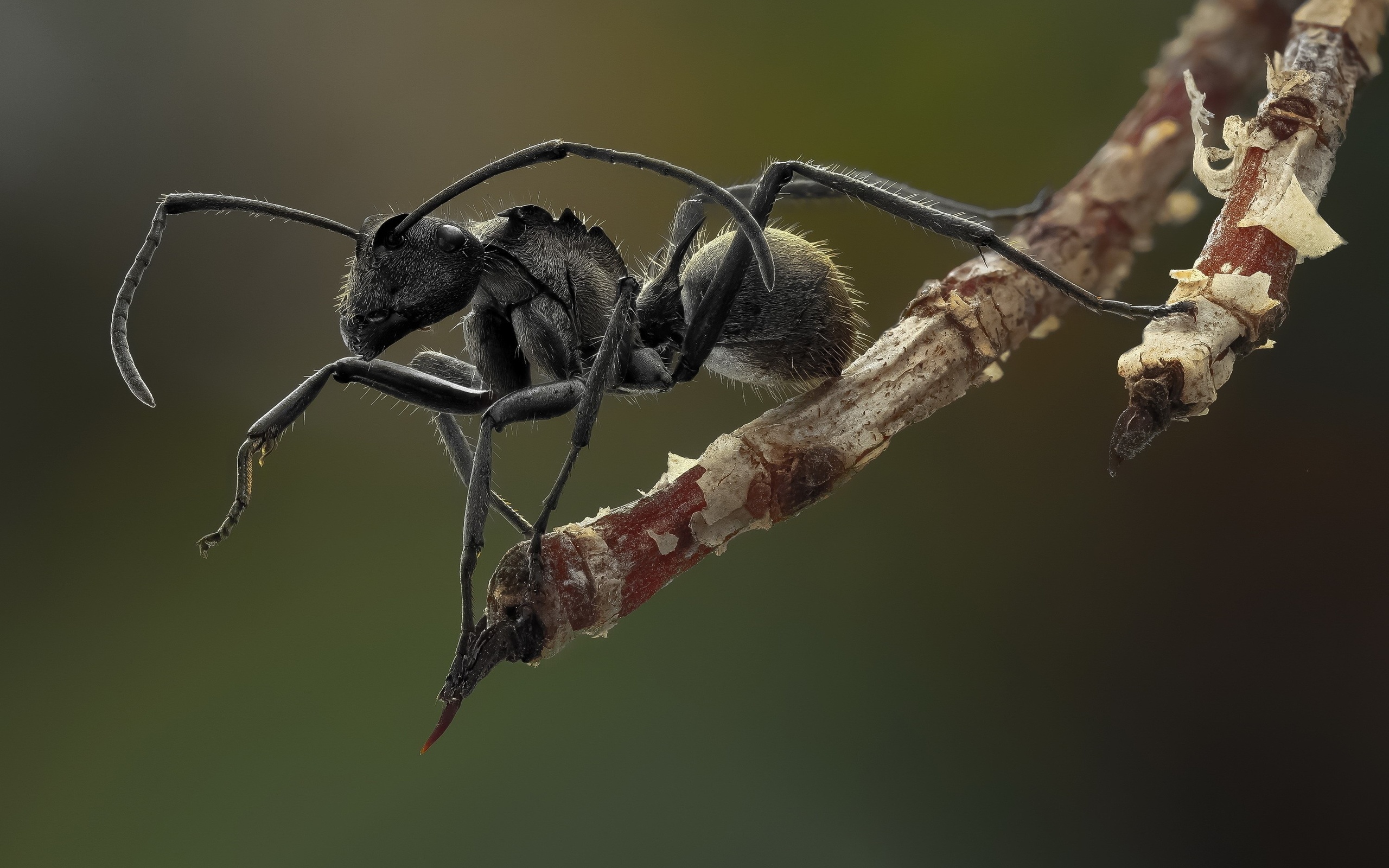 ant, macro, branch, animals