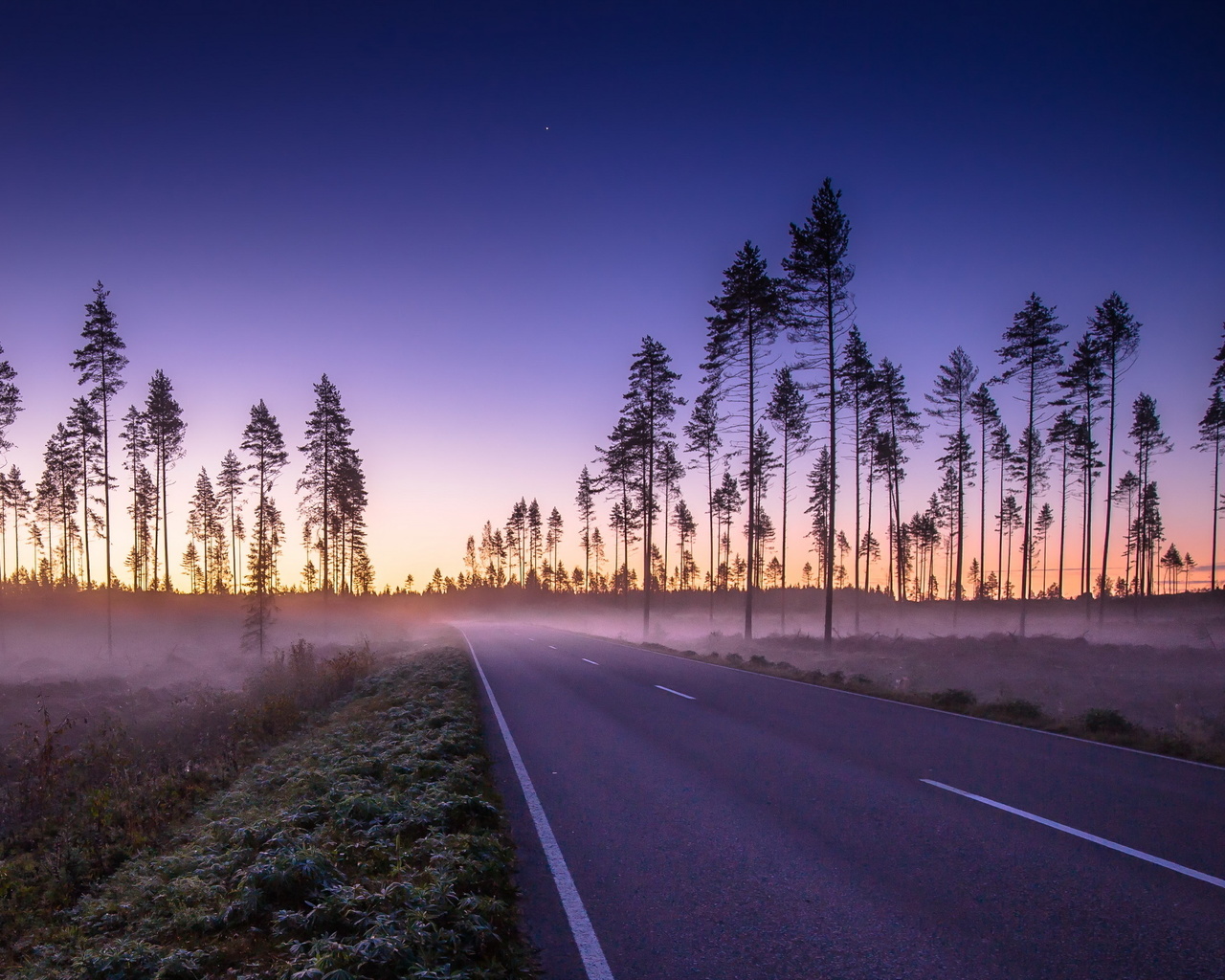 road, palm trees, mist, morning