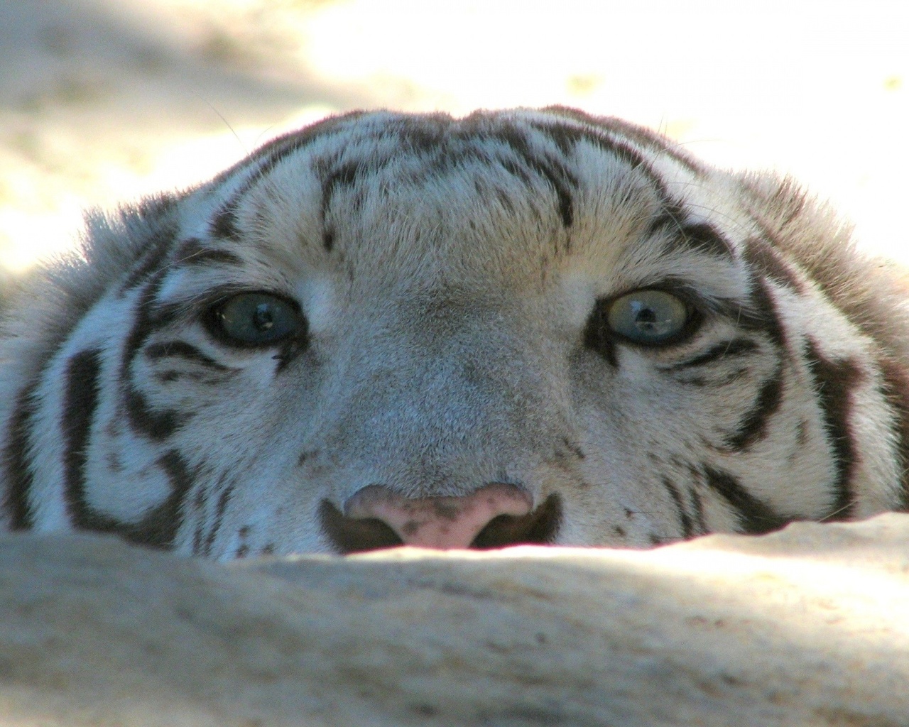 tiger, face, wild, eyes