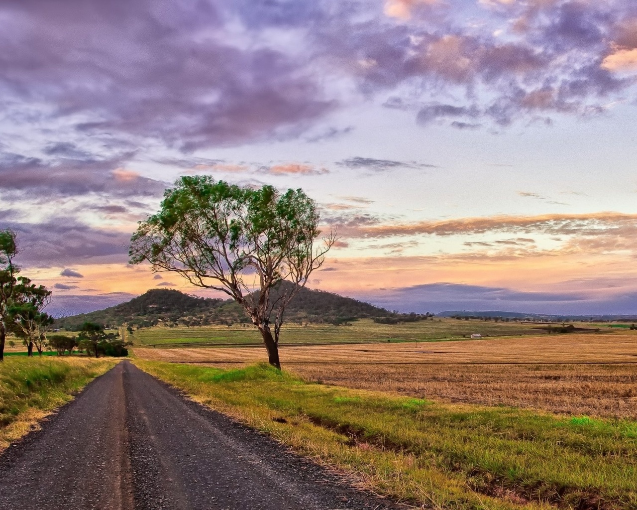 purple, path, tree, fields