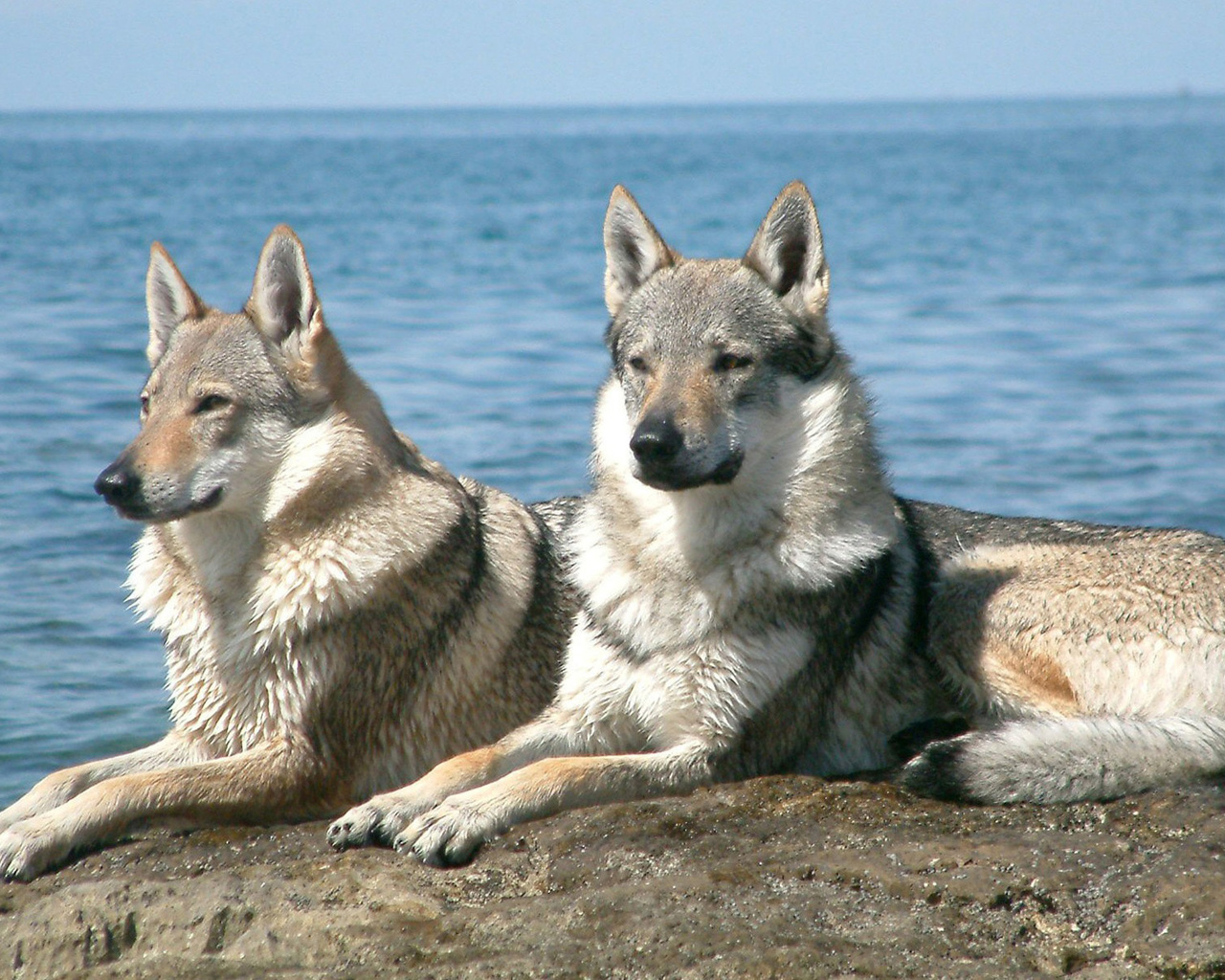 wolves, sitting, couple, water, rock, , , , 