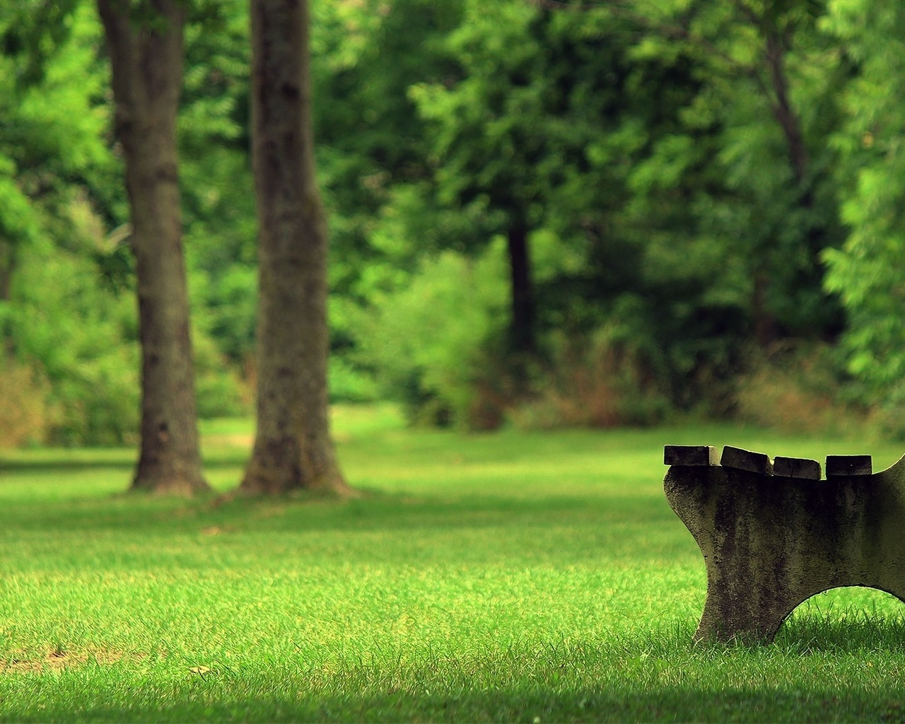 bench, grass, green, park