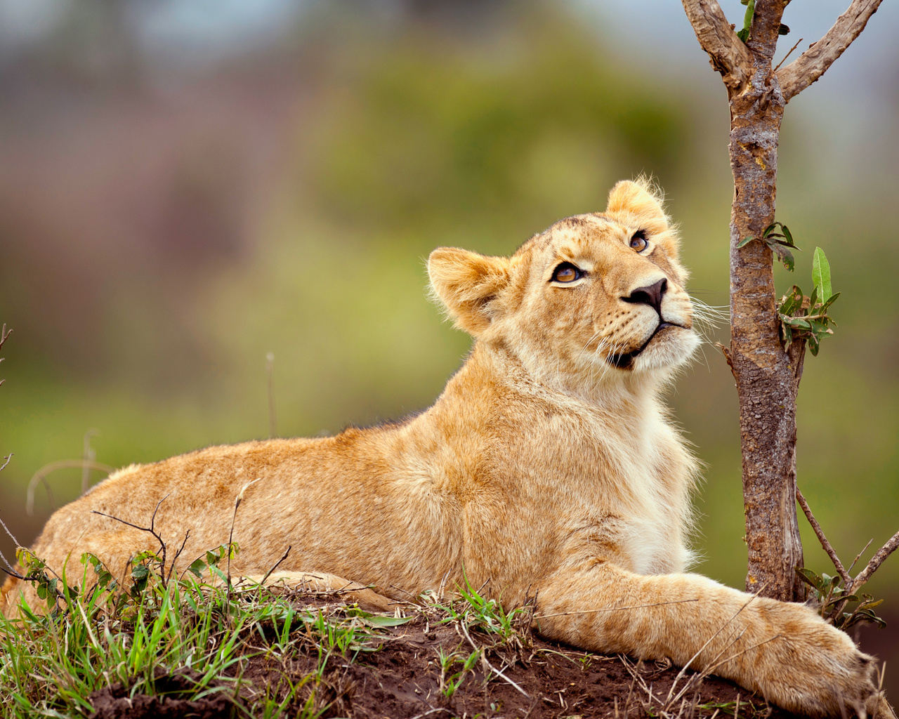 cub, lion, tree, hunting