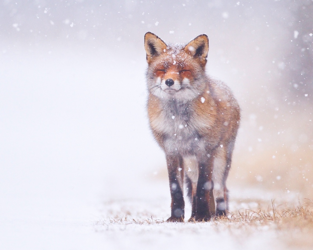 fox, snowing, winter, forest, snow