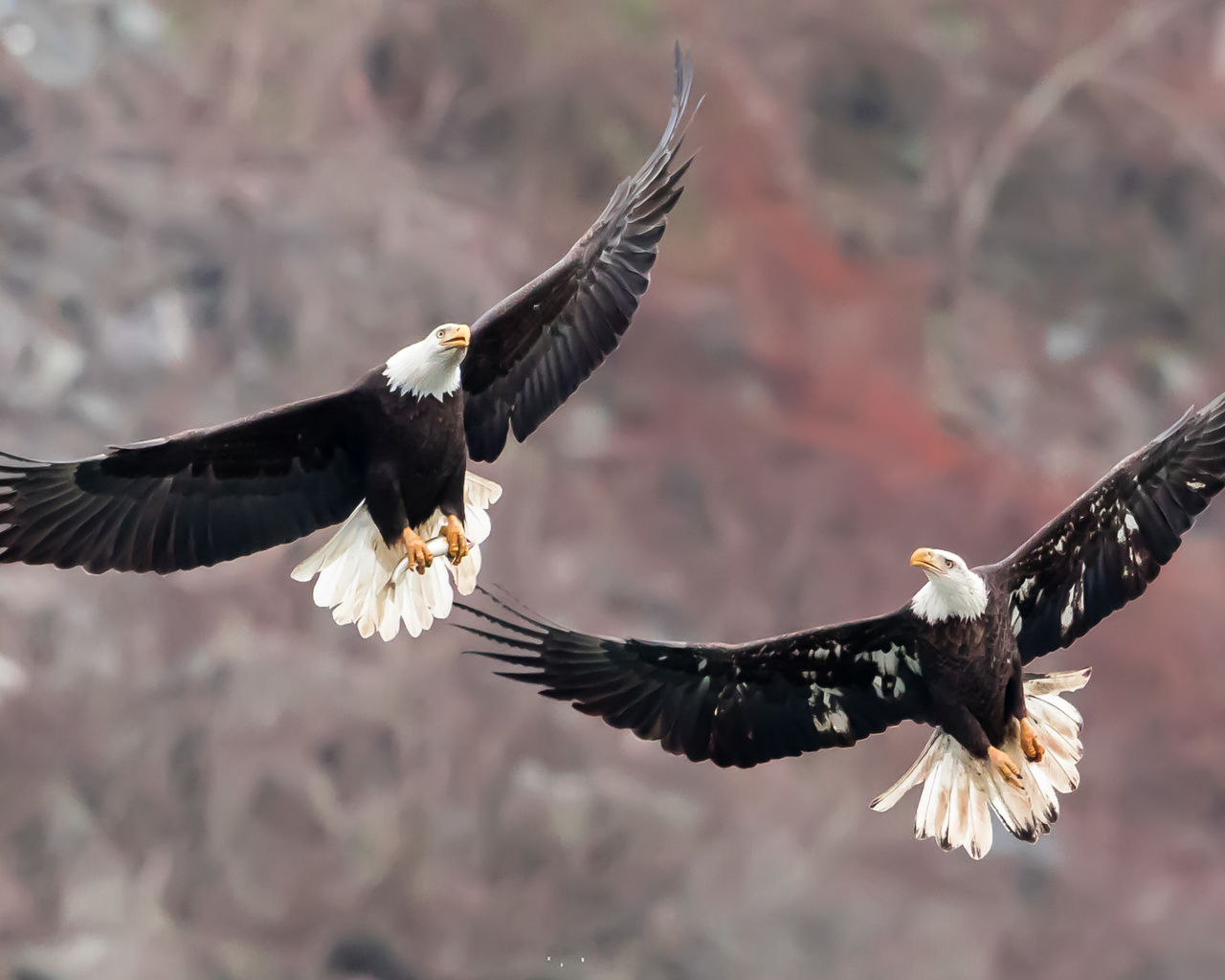 bald eagles, , , , , 