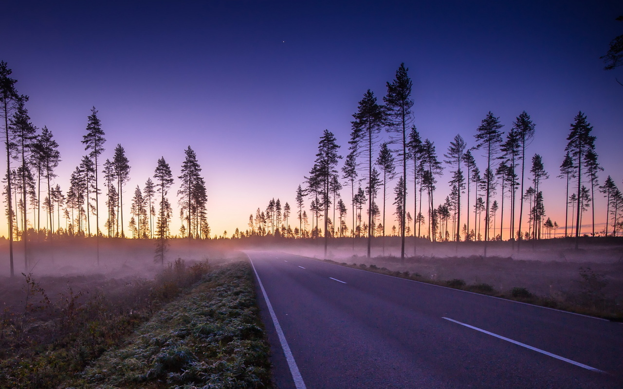 road, palm trees, mist, morning