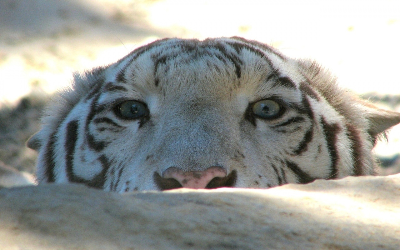 tiger, face, wild, eyes