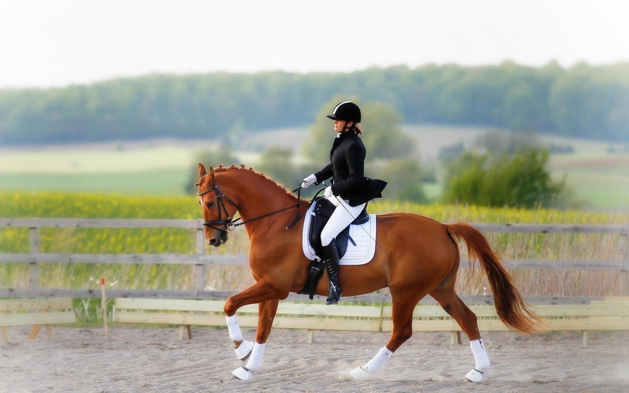 equestrian, horse, rider, girl