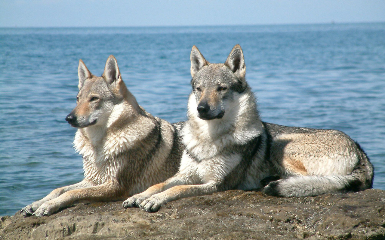 wolves, sitting, couple, water, rock, , , , 