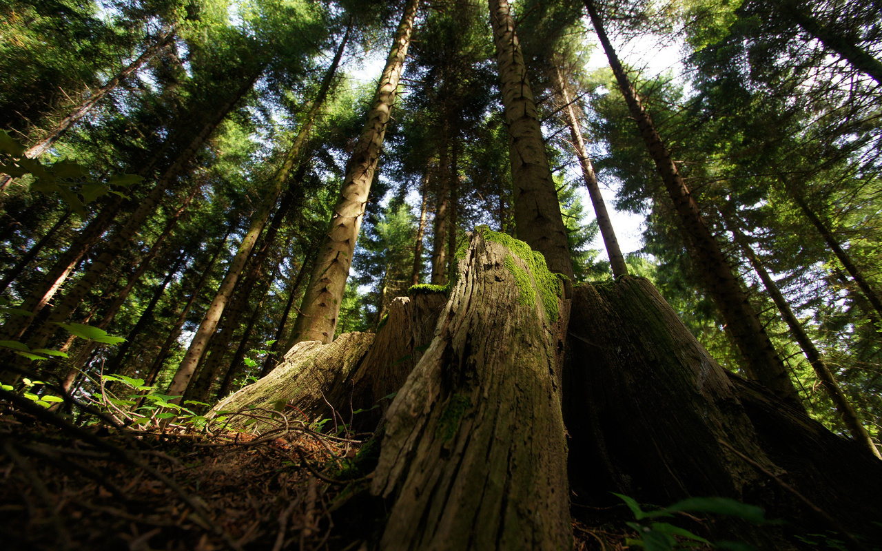 tree, trunk, thigh, forest, grass, , , , 