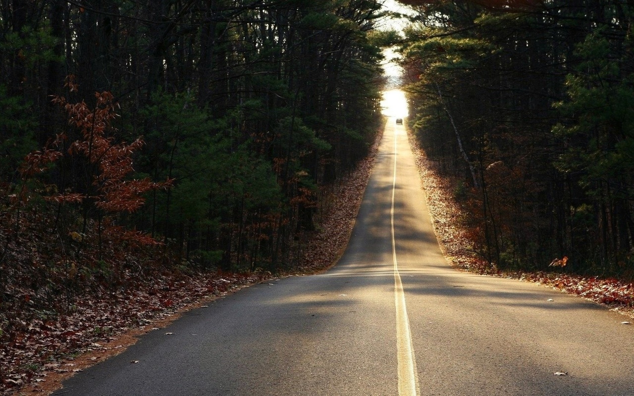 road, car, forest, tree