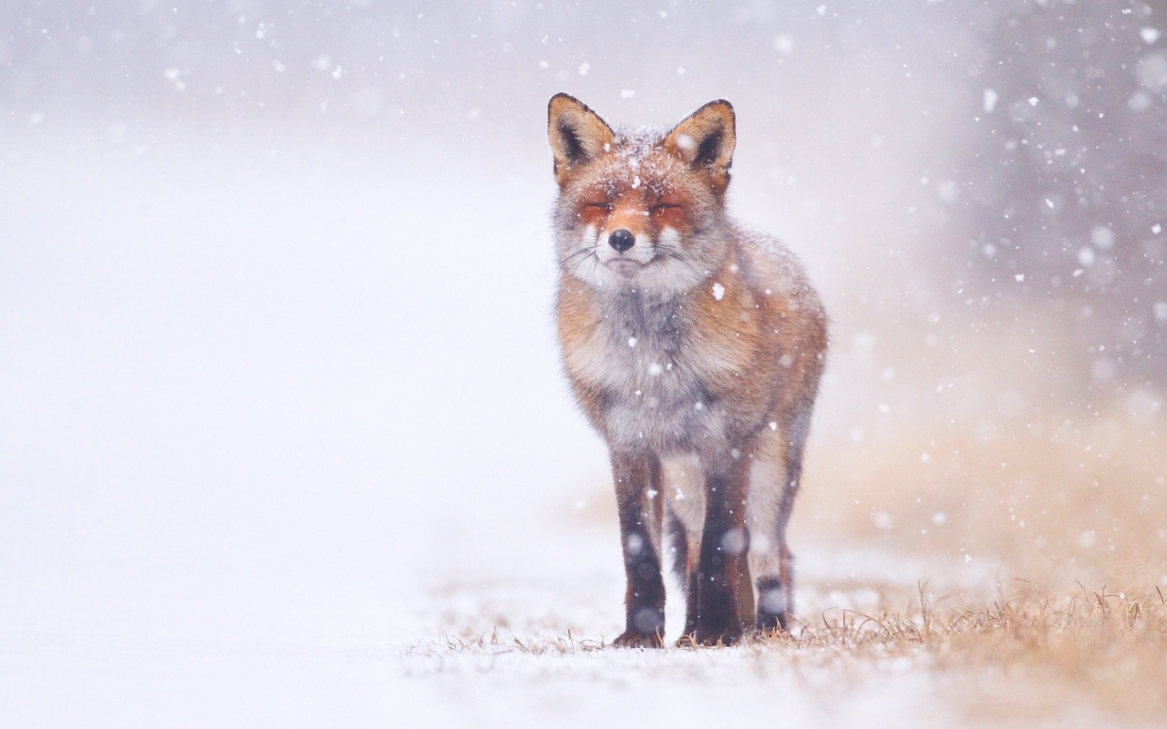 fox, snowing, winter, forest, snow