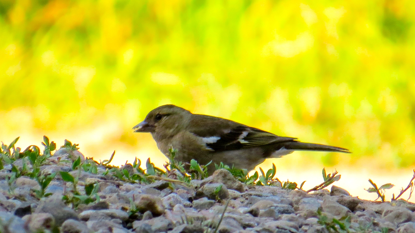 #bird, #yelow, #beuty