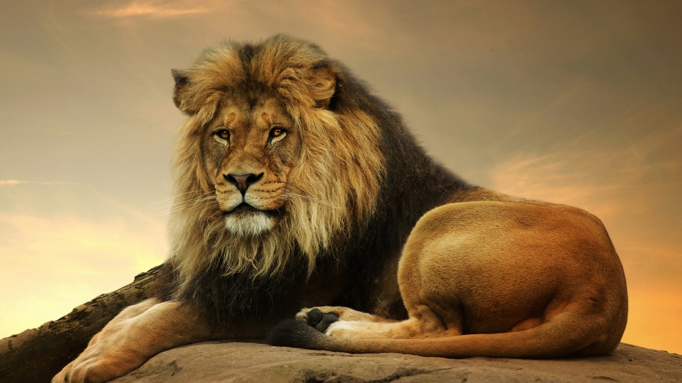 male lion, wild, resting