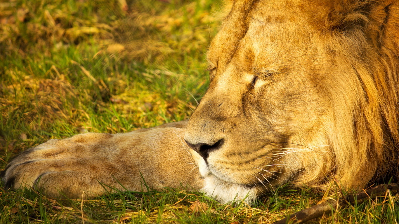 sleeping lion, wild, king, , , 