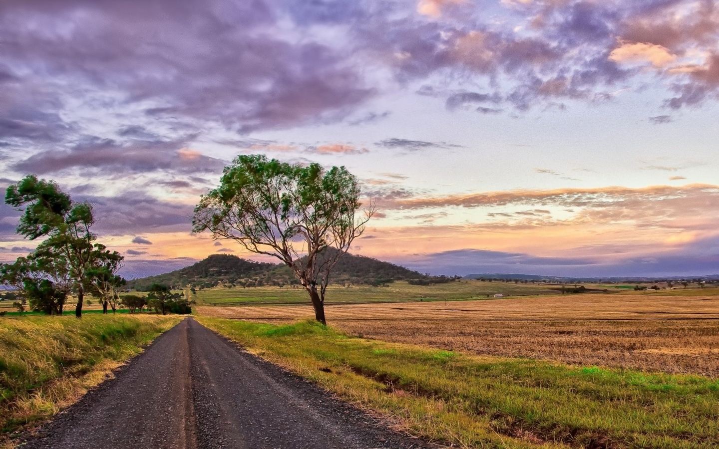 purple, path, tree, fields