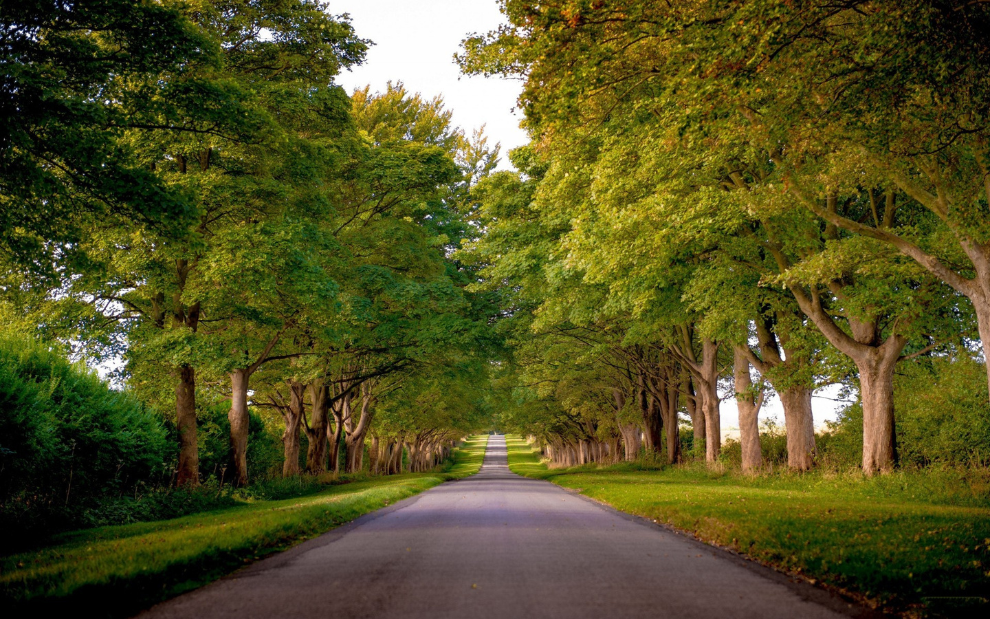 gren, road, tree, forest