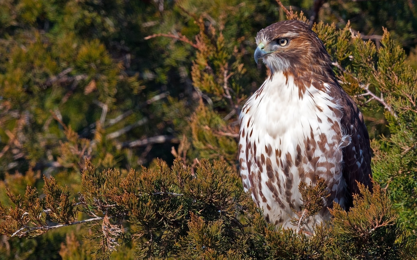 , , red-tailed, hawk, 