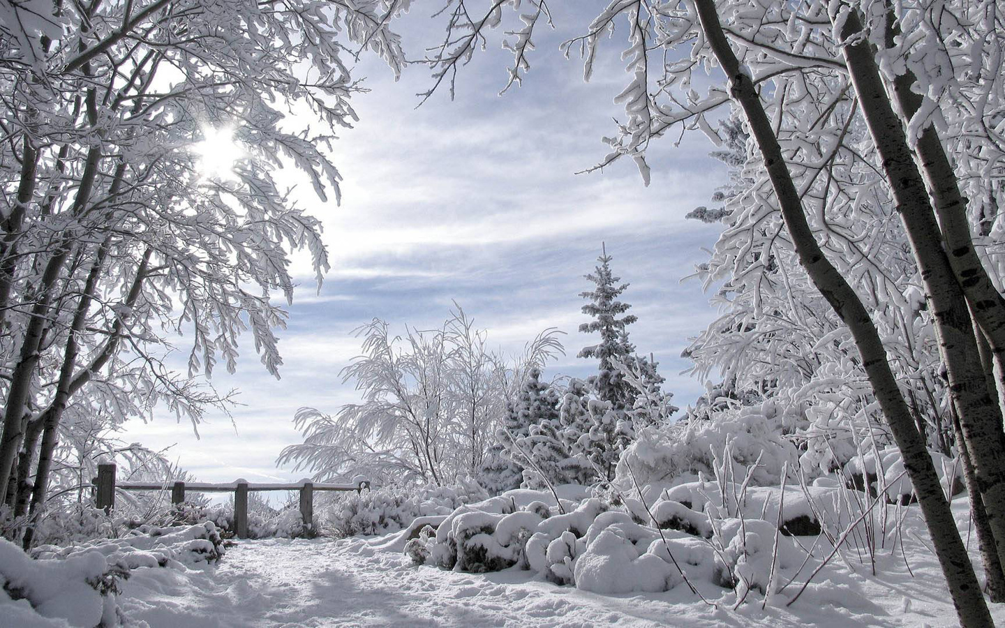 winter, trees, snow, cold, forest, , , , , , 